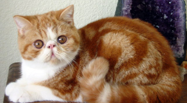 Pet Sitter Lorna's Cat, Billy